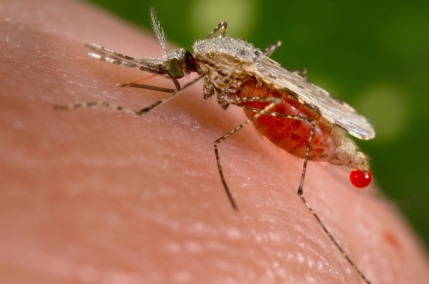 Plus de 536 000 cas et 373 décès en 2021 : les chiffres toujours effarants du paludisme