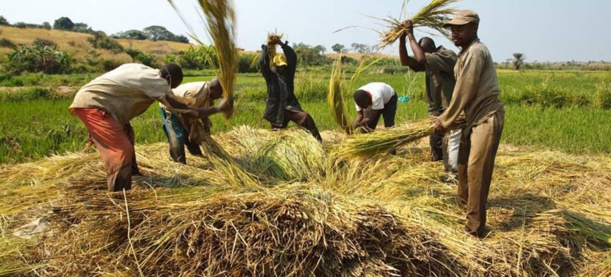 80% des petits agriculteurs sont en Afrique et chacun nourrit sa famille (Jean-Paul CARTERON)