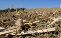 Diourbel, les caractéristiques d’une agriculture en régression